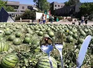 吃瓜群众宣传片视频,揭秘网络舆论场中的你我他