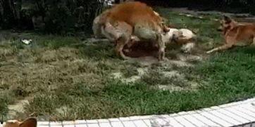 柯基吃瓜群众,萌宠视角下的娱乐圈风云